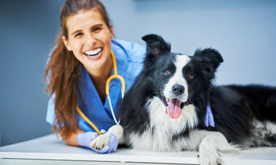 Veterinary Emergency
