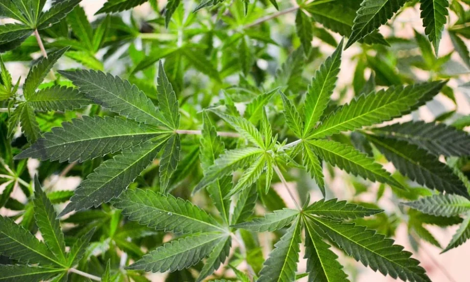 cannabis options